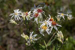 Pine barren whitetop aster